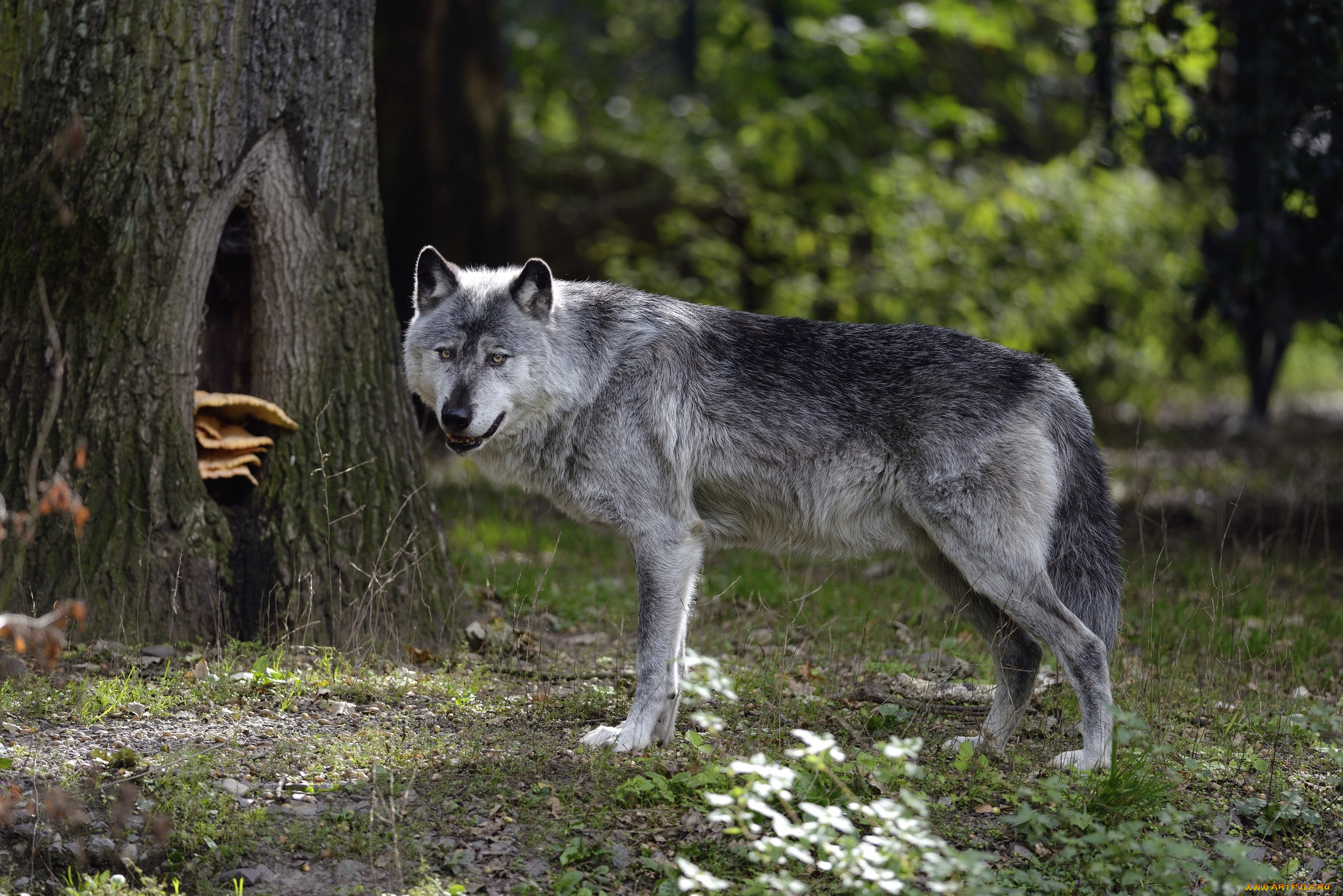 Серый волк хищники. Макензийский Равнинный волк. Волк обыкновенный (canis Lupus). Волк Долины Маккензи. «Серый волк» (Сары Буре).